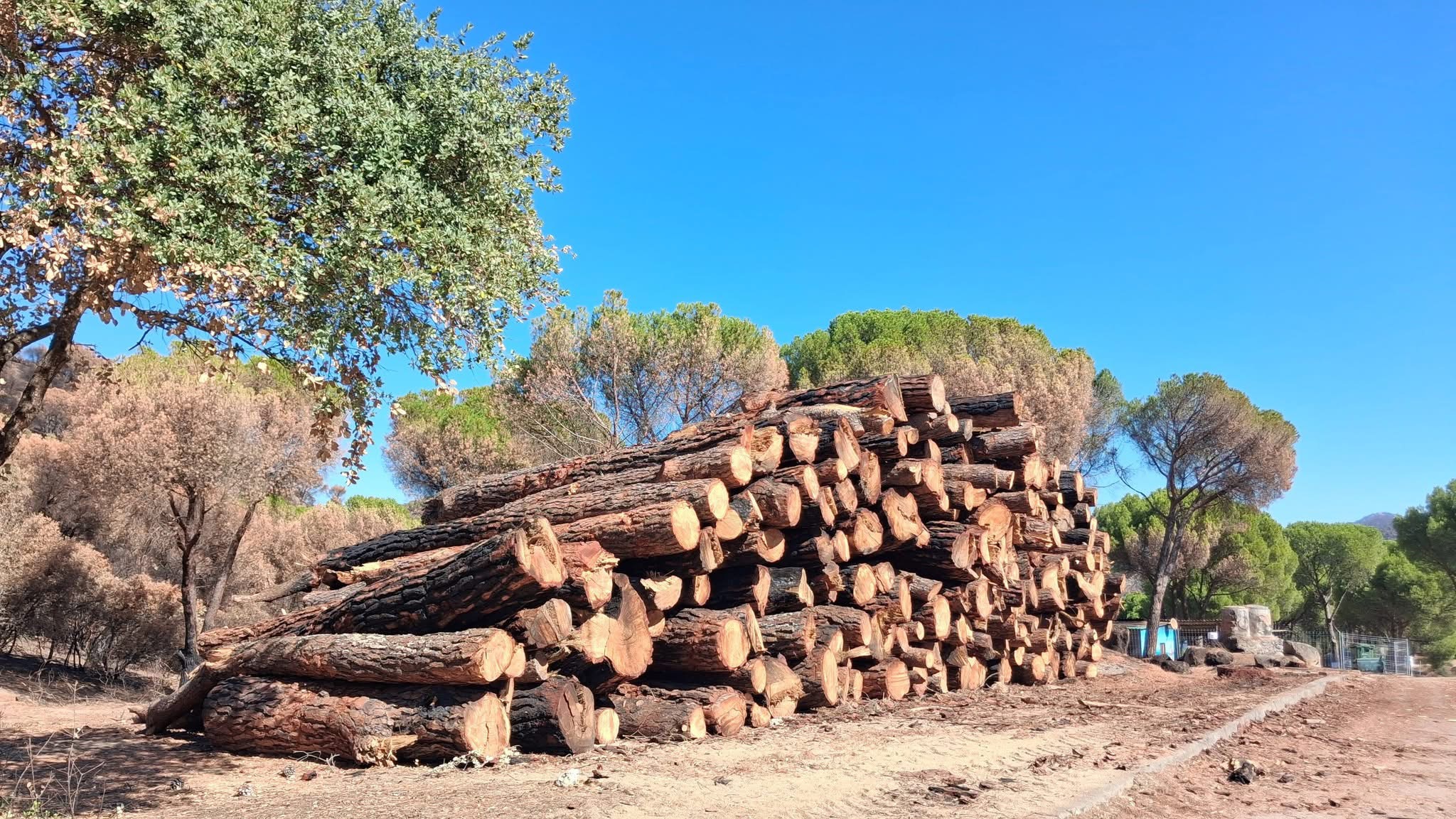 Acopio de troncos procedentes de trabajos forestales.