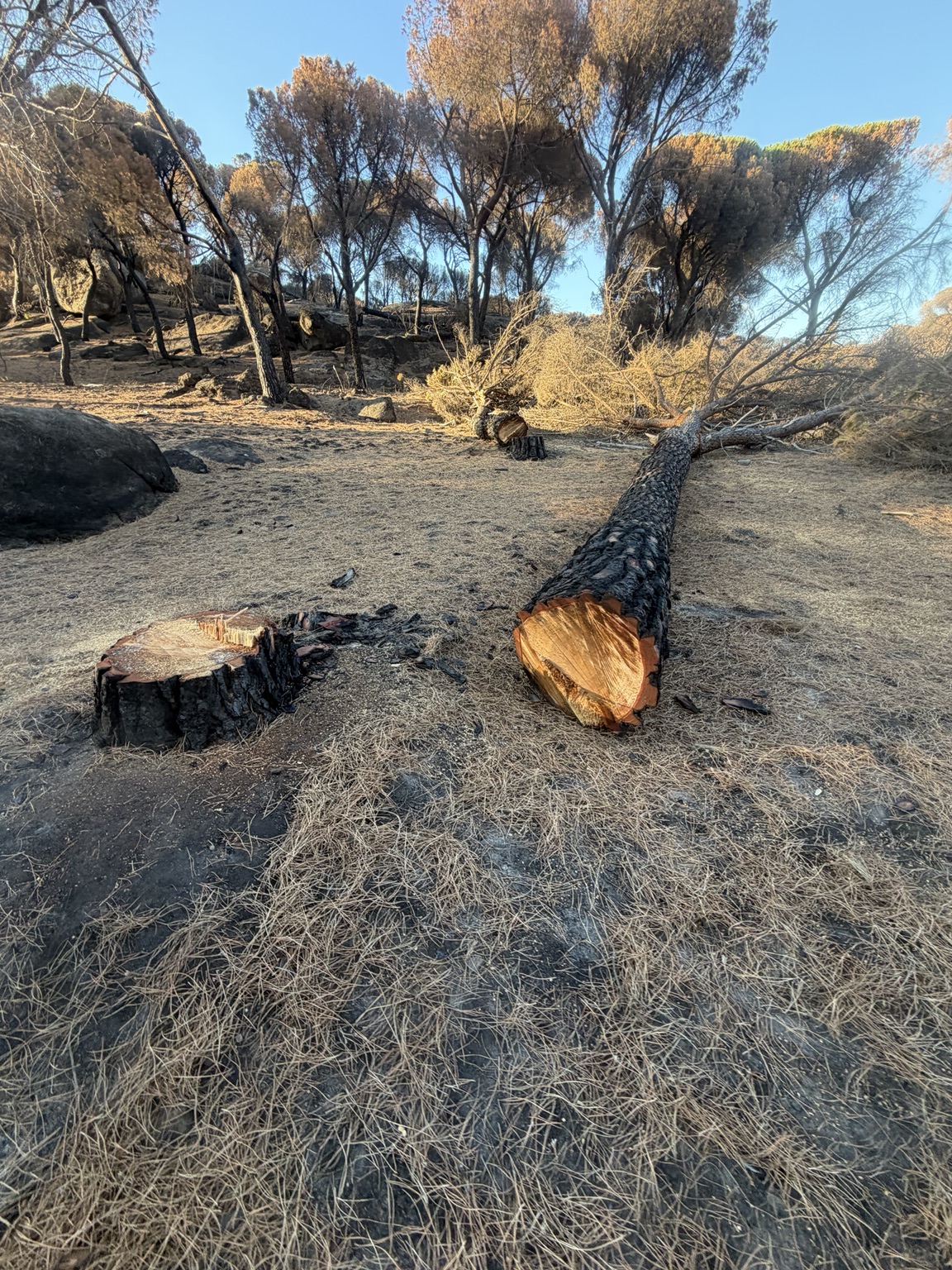 Tronco cortado y restos de trabajo forestal.