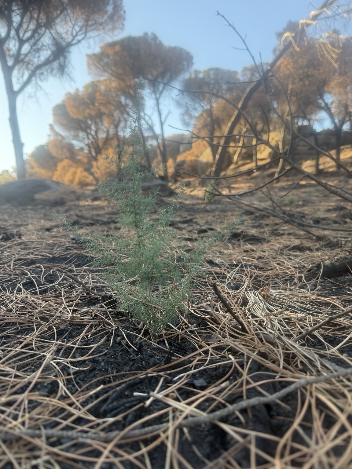 Vegetación emergente sobre suelo quemado.