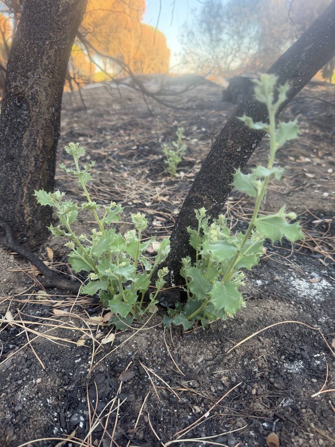 Brote verde en un área de suelo quemado