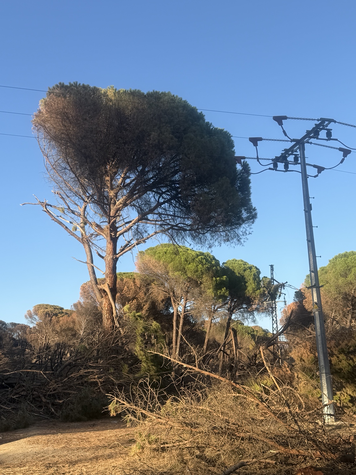 Árboles afectados junto a un tendido eléctrico.