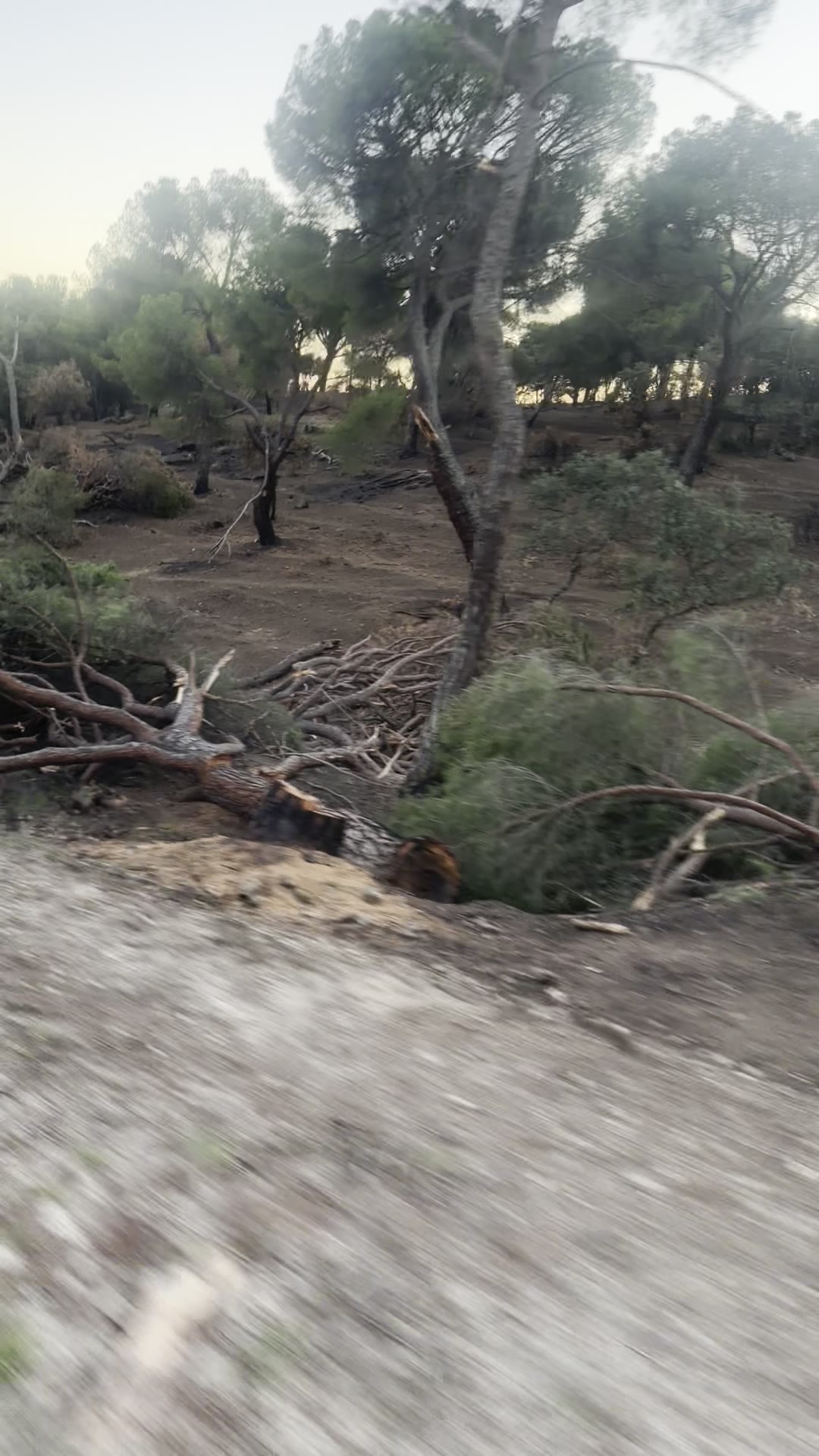 Troncos y ramas caídos entre pinos verdes, sin señales visibles de incendio.