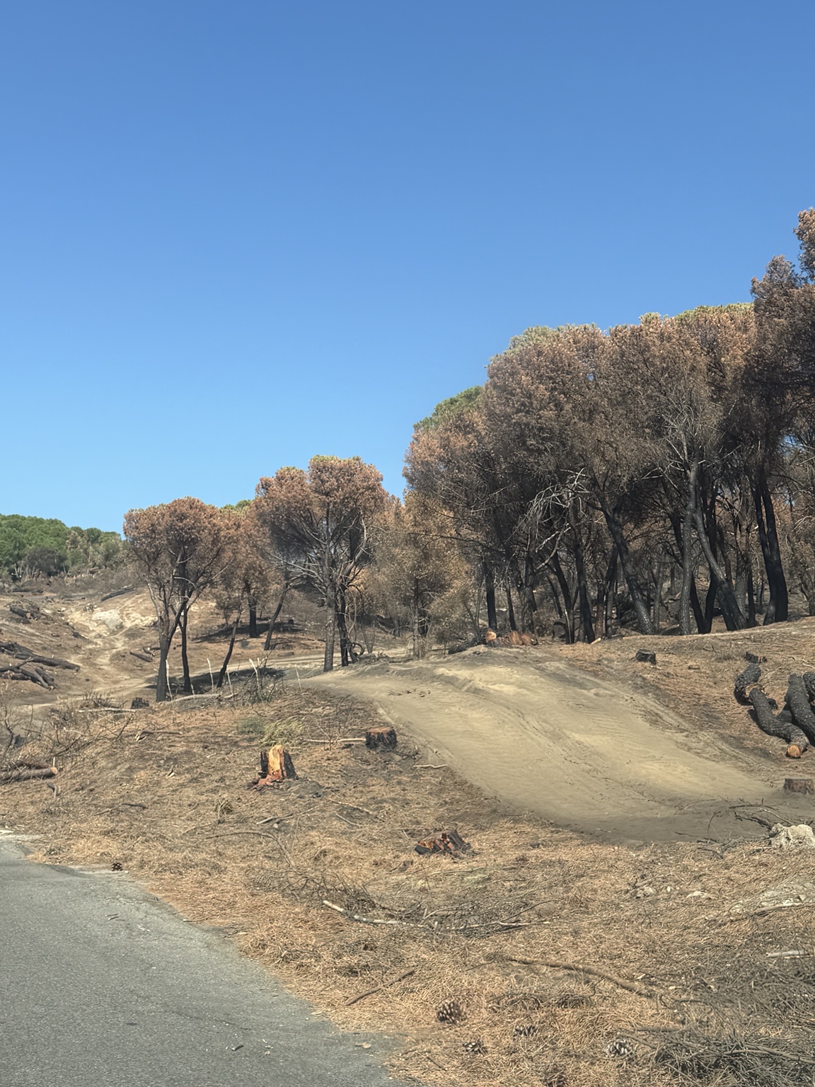 Camino con suelo despejado, tocones y pinos afectados por el fuego a ambos lados.