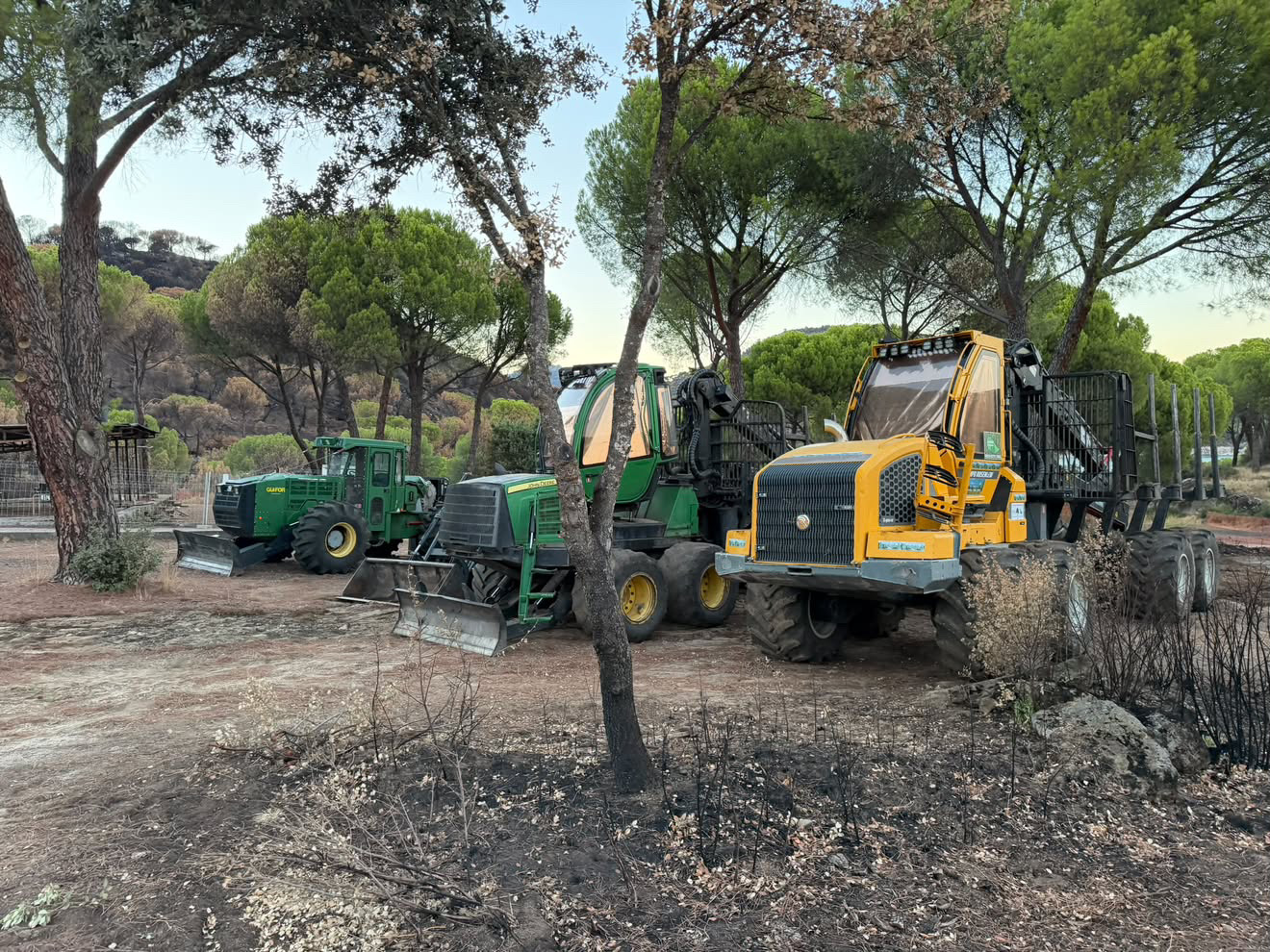 Tres máquinas forestales estacionadas entre árboles